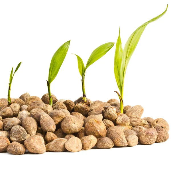 Seeds & Plants