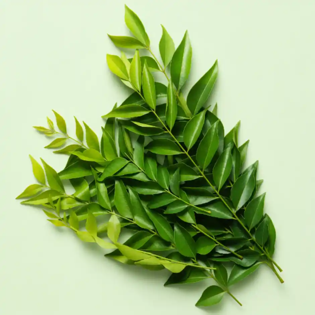 Curry Leaves ( kari pata) 100gm