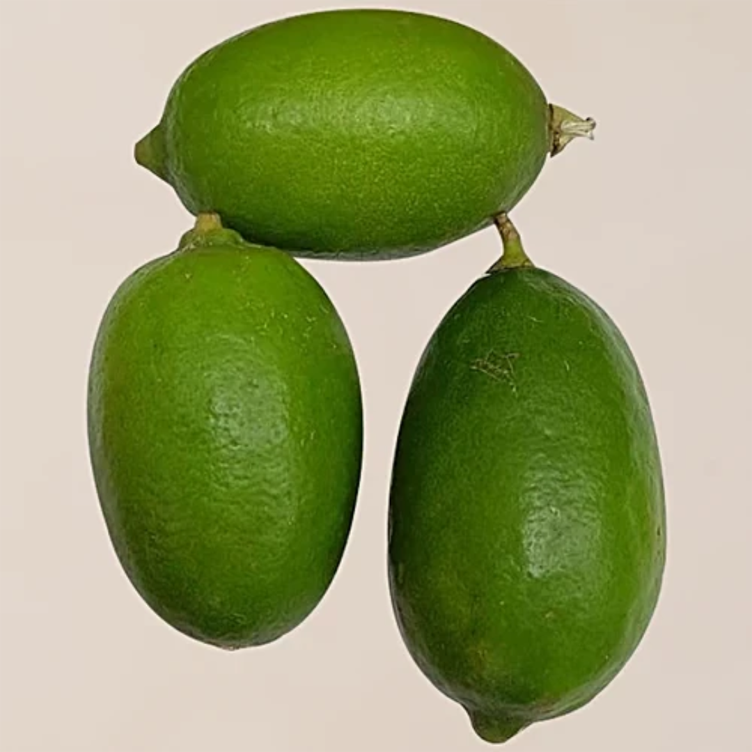 Lemon, Gandharaj, (Lebu) 4 Pieces