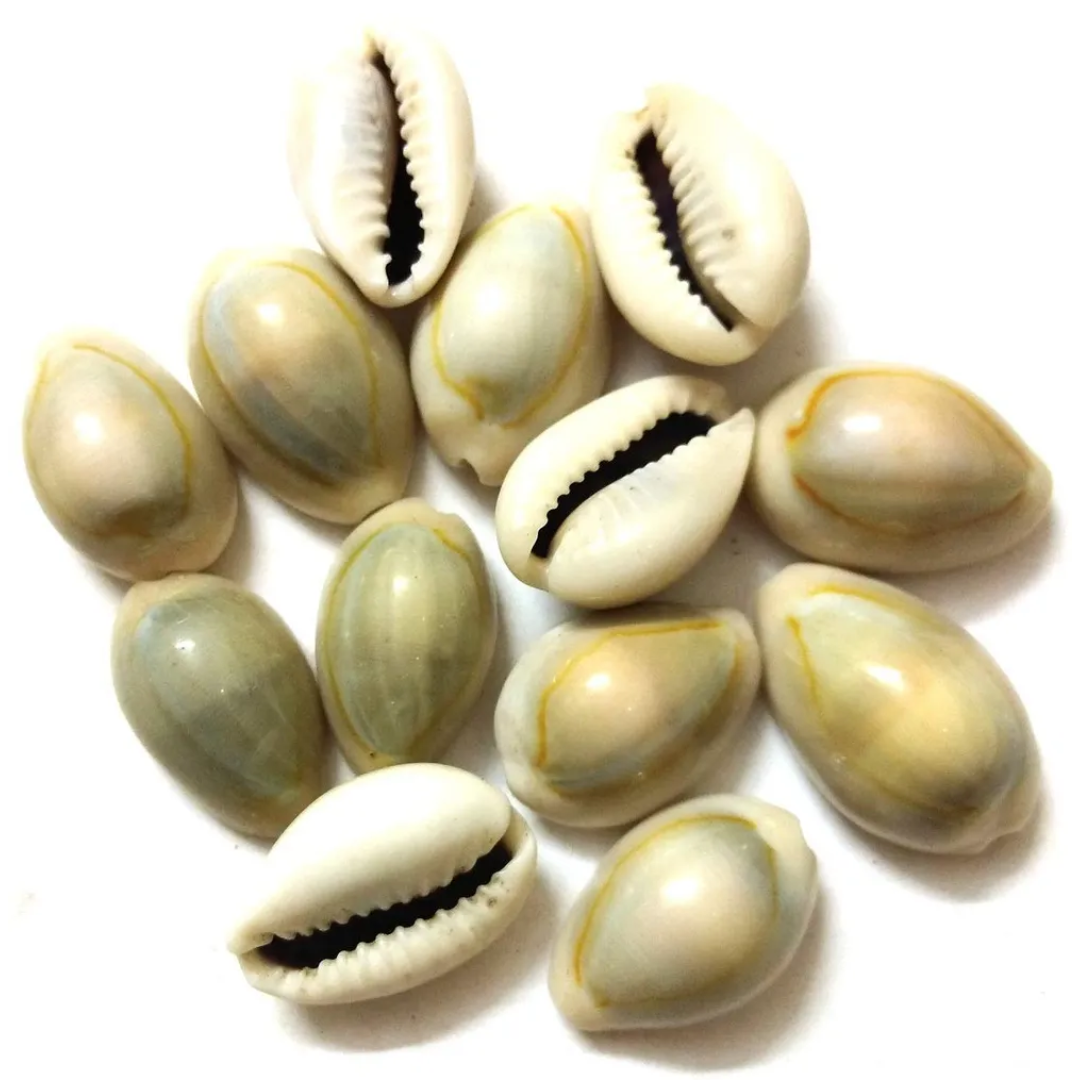 Lakshmi Pooja Essentials Kaudi Shells (Kori) 4 Pieces