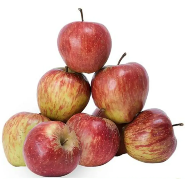 Apple Shimla