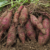 Sweet Potato