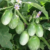 Brinjal - Green, Round