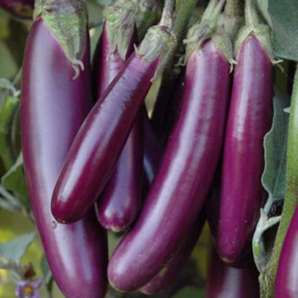 Brinjal - Purple, Long