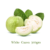 Guava - White