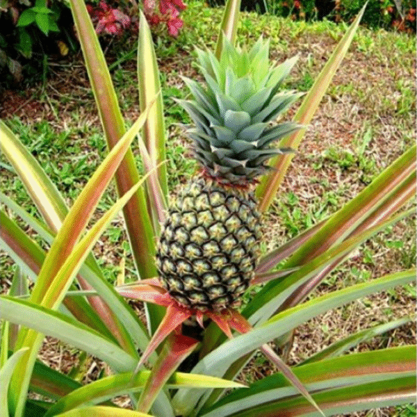 Pineapple