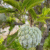 Annona Squamosa Fruit, (ata Phol) 1 pc 200g - 500g