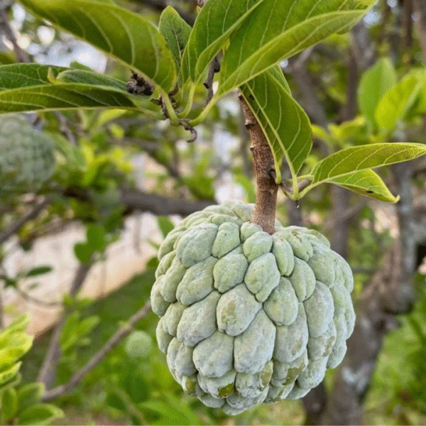 Annona Squamosa Fruit, (ata Phol) 1 pc 200g - 500g