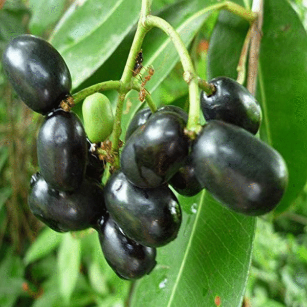 Jamun Fruits