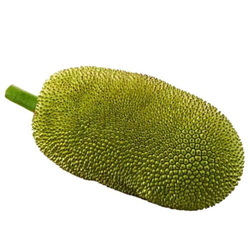 Raw Jackfruit