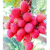 Litchi
