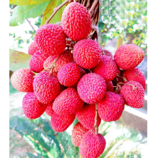 Litchi