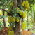 Jackfruit