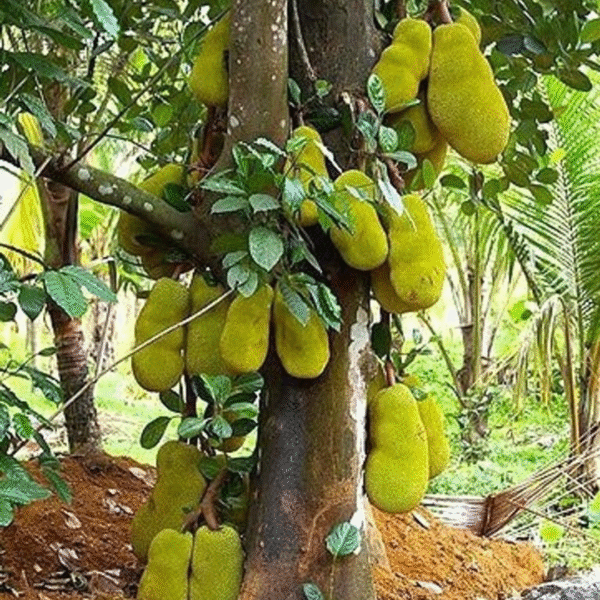 Jackfruit